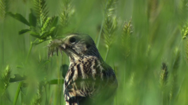 Baird's Sparrow - ML476880