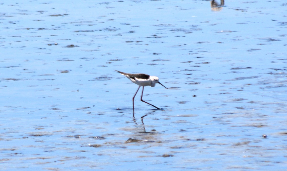 Black-winged Stilt - Jorge Leitão