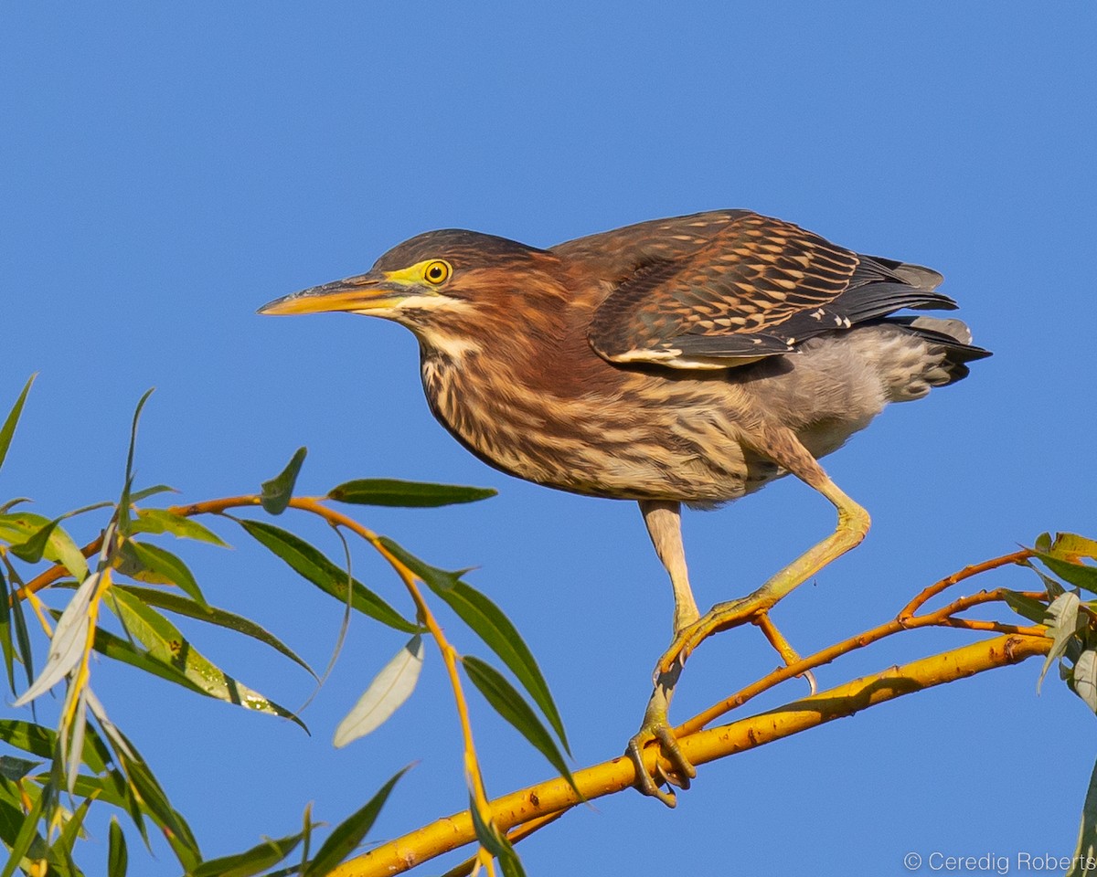 Green Heron - ML476880271