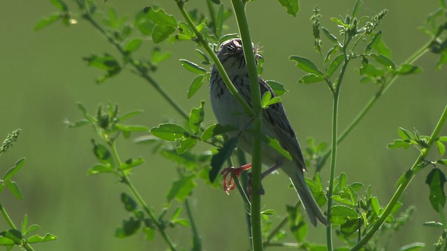 Baird's Sparrow - ML476881