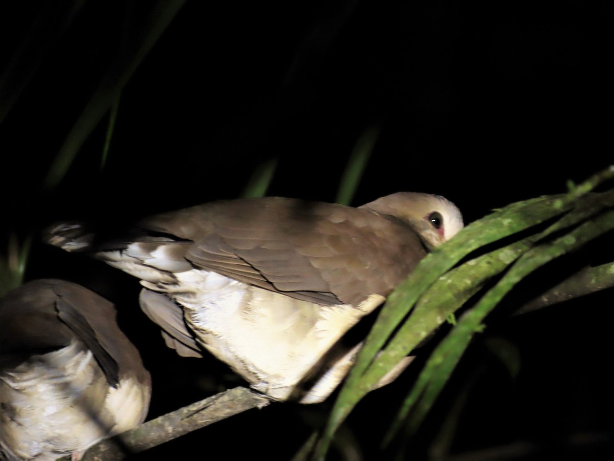 Gray-fronted Dove - ML476881841