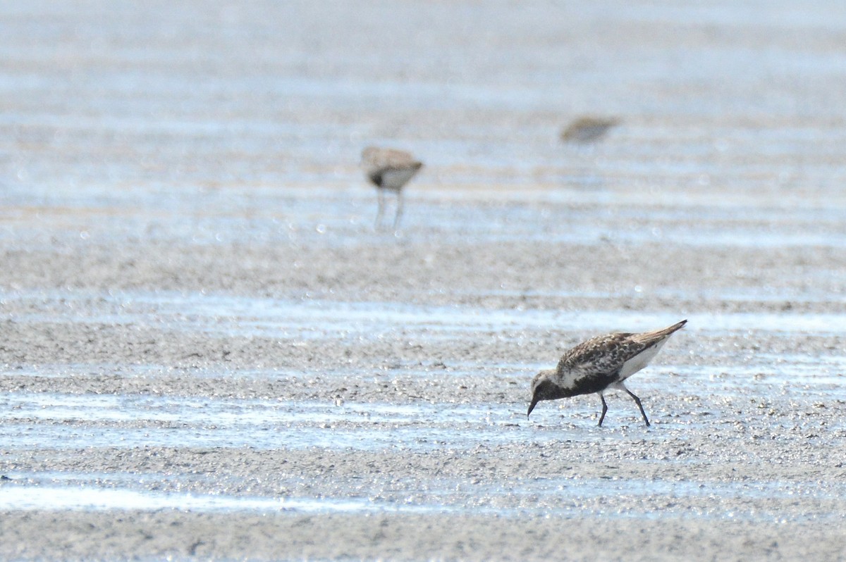 Black-bellied Plover - Asher  Warkentin