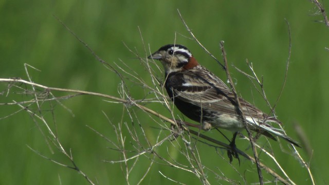 Chestnut-collared Longspur - ML476883