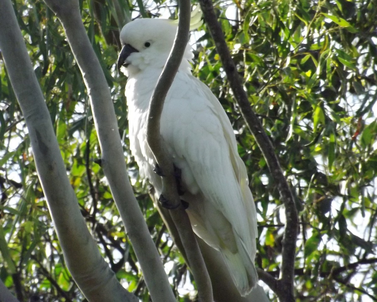 Sulphur-crested Cockatoo - ML47688371