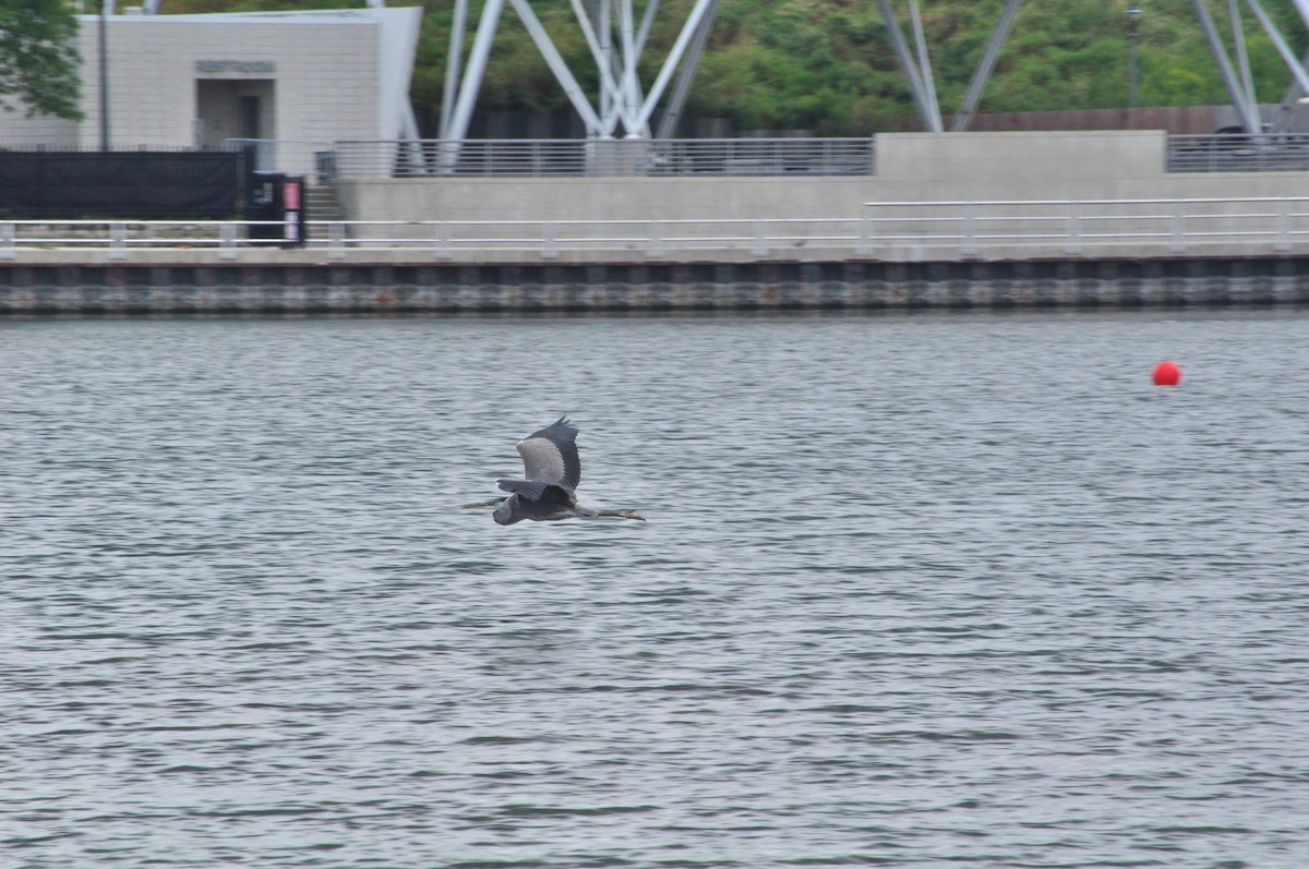 Great Blue Heron - trish H.