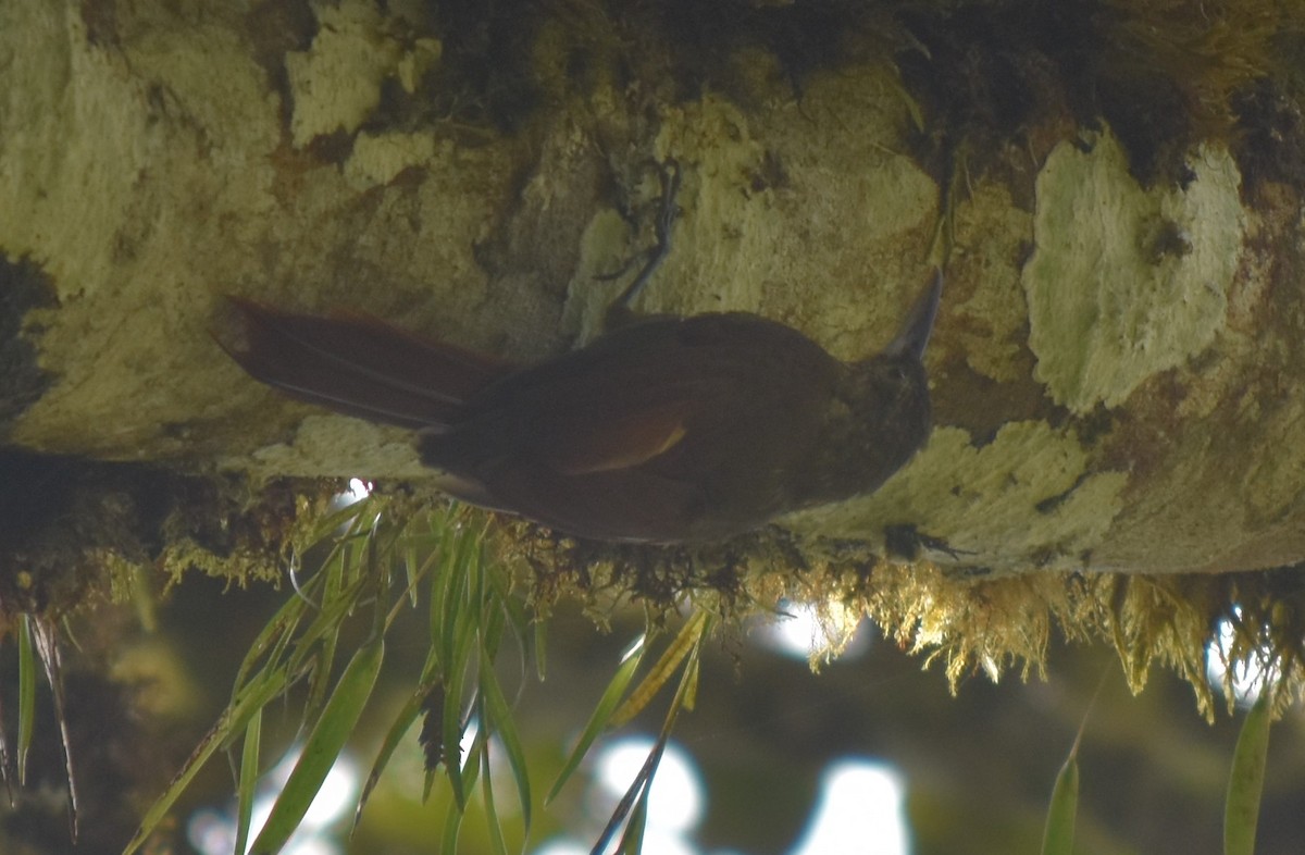 Spotted Woodcreeper - ML476884631