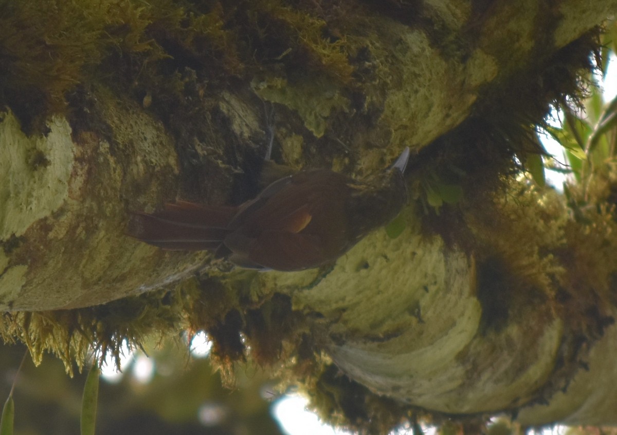 Spotted Woodcreeper - ML476884641