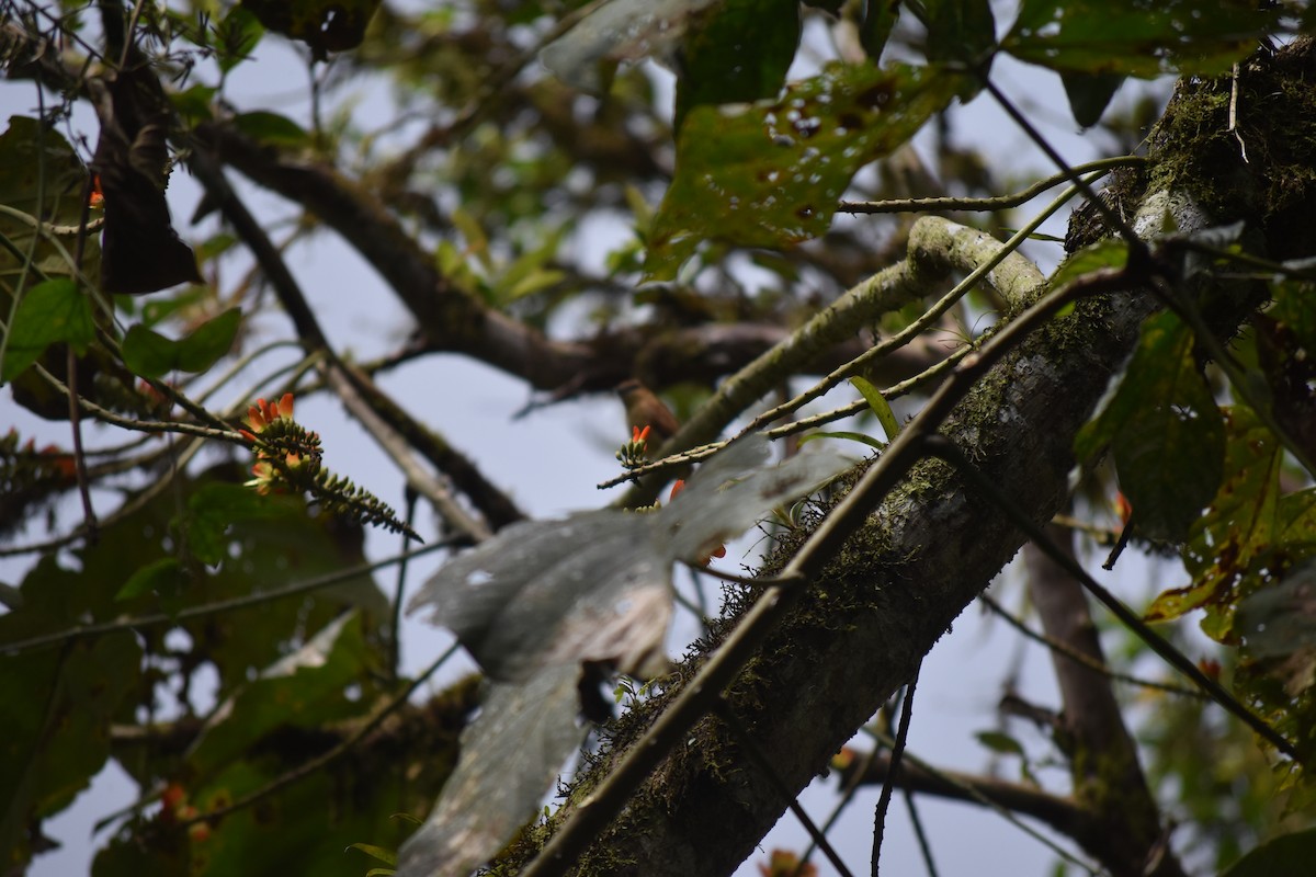 Smoky-brown Woodpecker - ML476885221