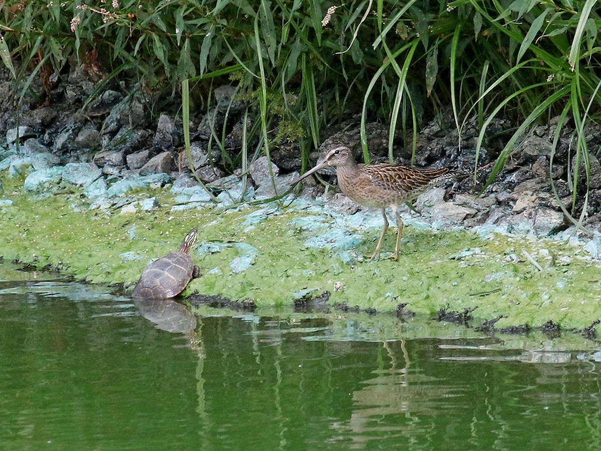 Short-billed Dowitcher - ML476885291