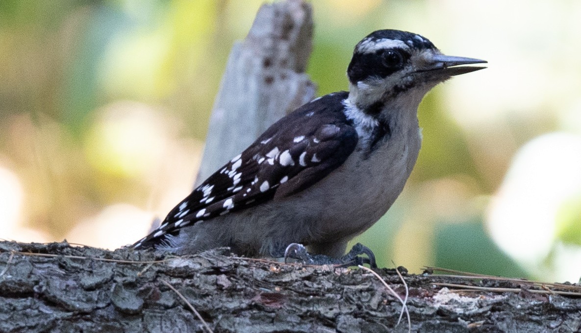 Hairy Woodpecker (Eastern) - Jason Forbes