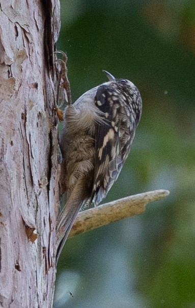 Brown Creeper - ML476885851