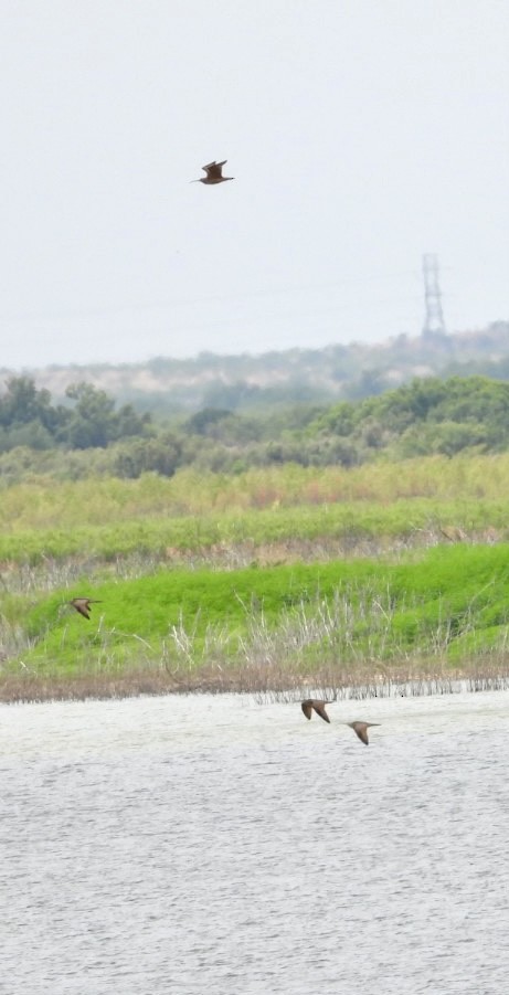 Long-billed Curlew - Christopher Daniels