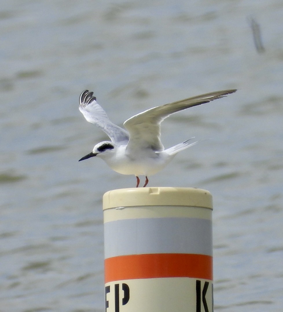 Forster's Tern - ML476886601