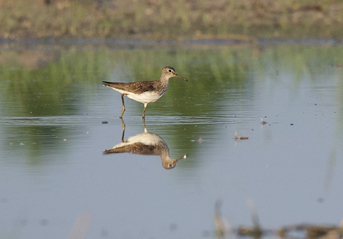 Solitary Sandpiper - Sandy Townsend