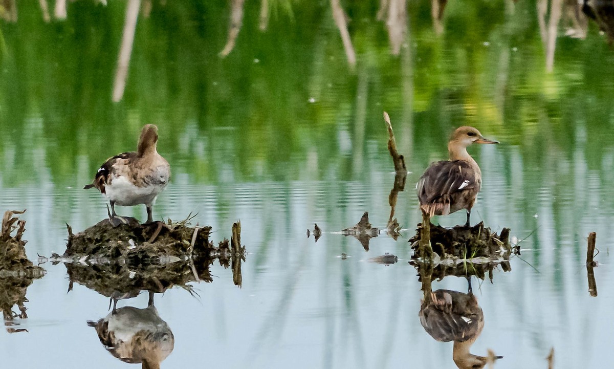 Hooded Merganser - ML476890771