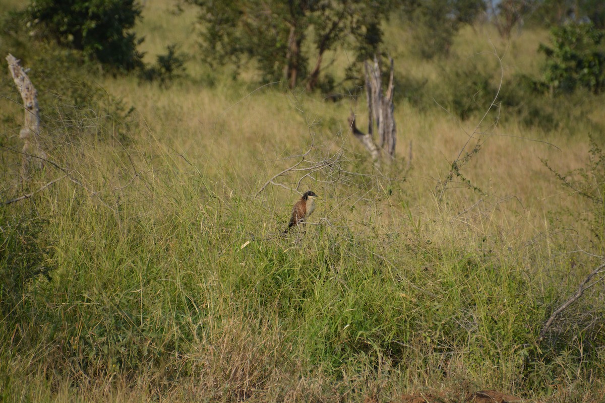 White-browed Coucal - ML476891081