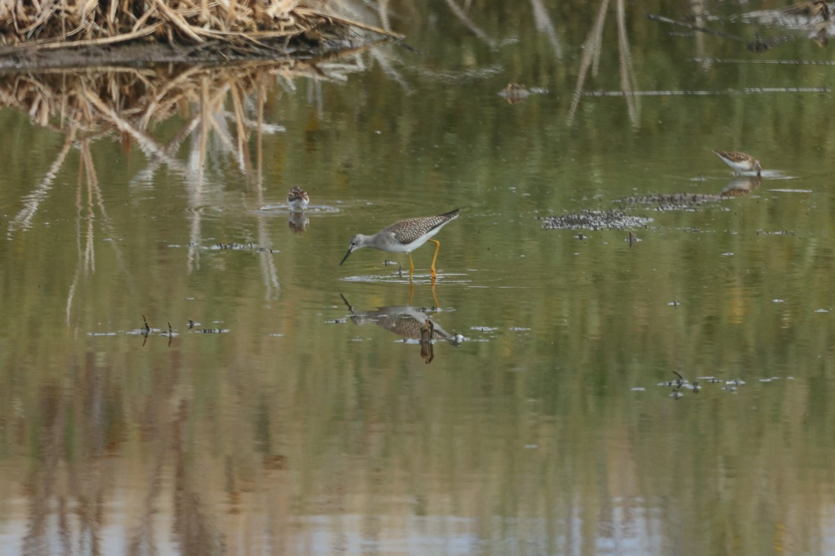 Lesser Yellowlegs - ML476891841