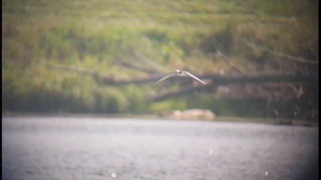 Black Tern - ML476892431