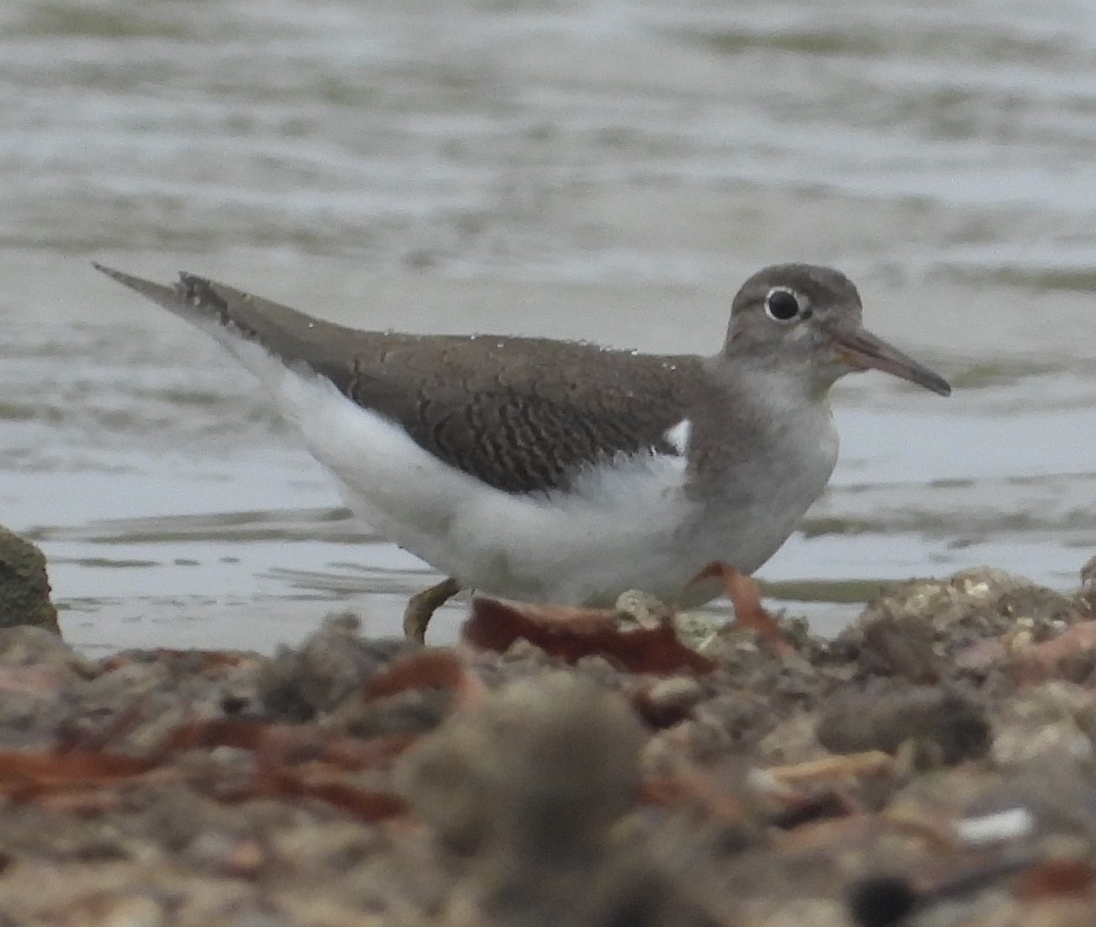 Spotted Sandpiper - ML476893771