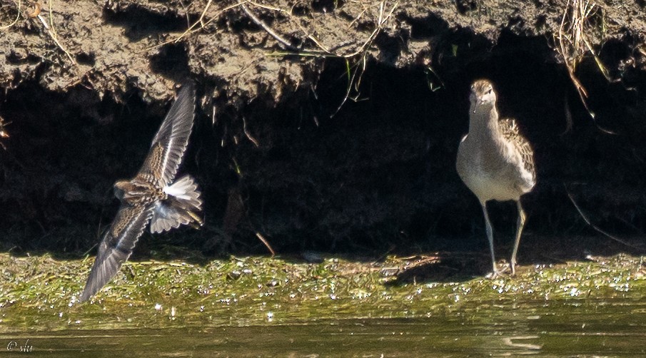 Kampfläufer - ML476894001