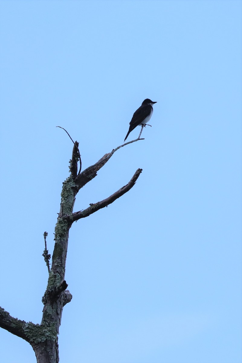 Eastern Kingbird - ML476894801