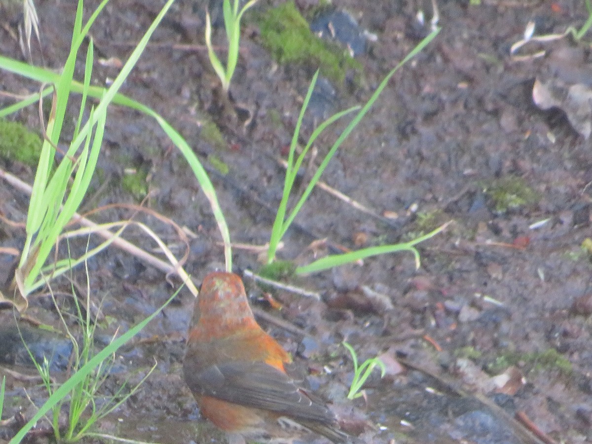 Red Crossbill - ML476894821