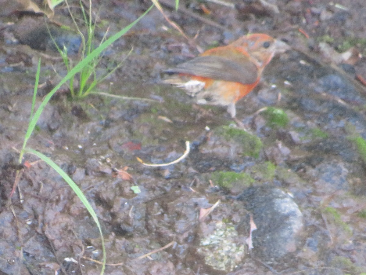 Red Crossbill - ML476894831