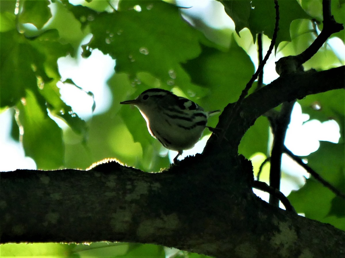 Black-and-white Warbler - ML476894991