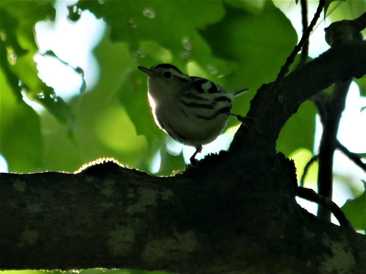 Black-and-white Warbler - ML476895031