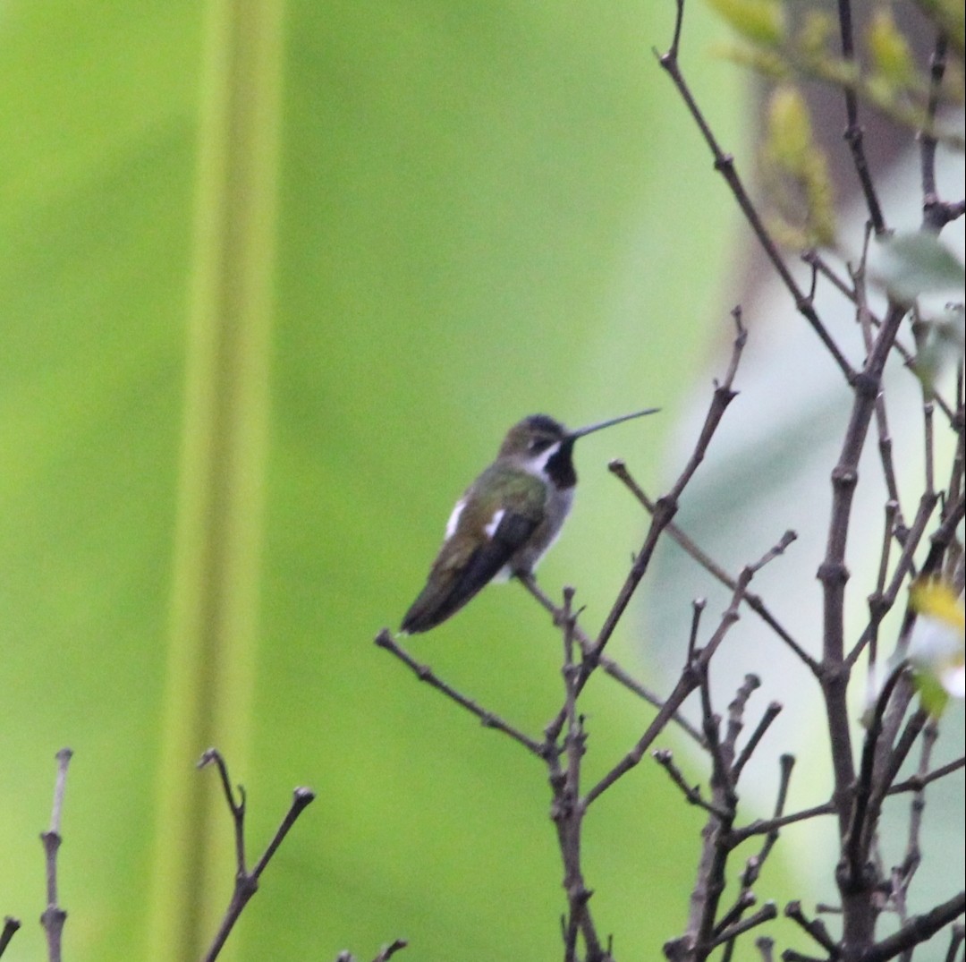 Long-billed Starthroat - Paul 🐈🔭🦜 Rodríguez @elpuma