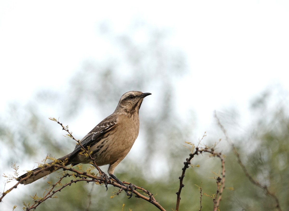 Chilean Mockingbird - ML476895361