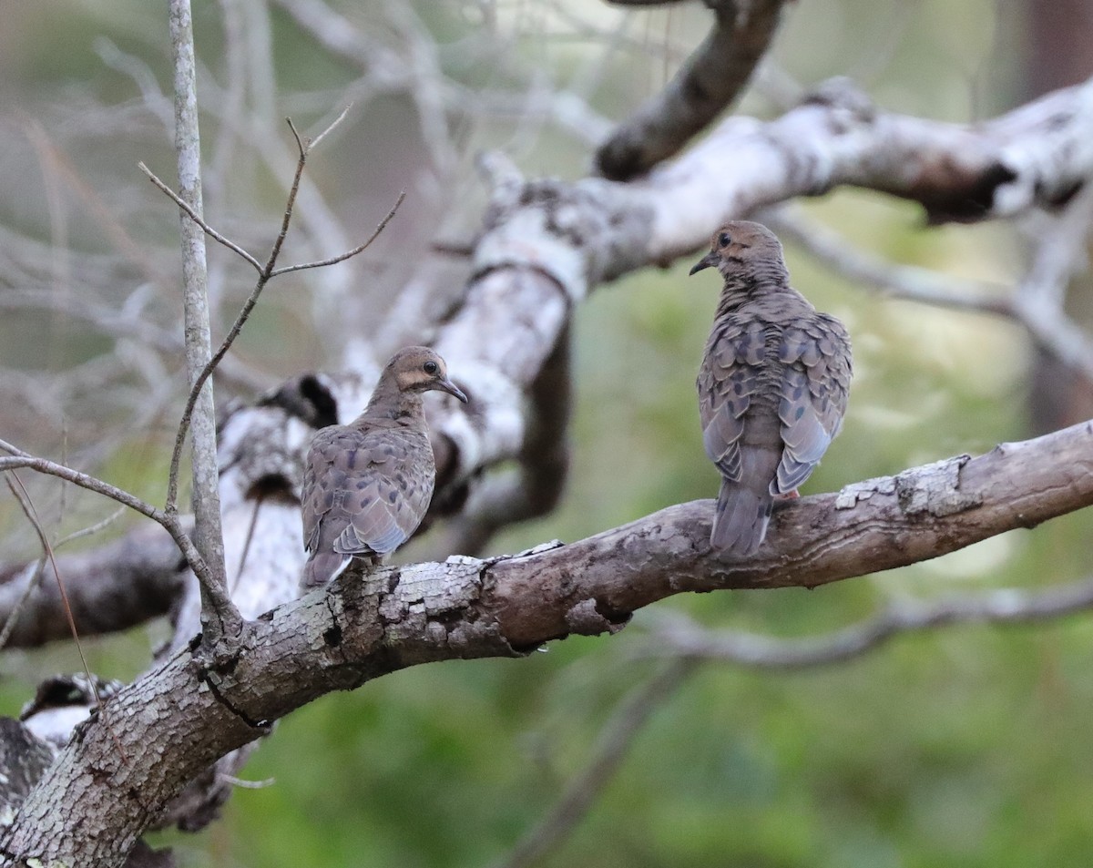 Common Ground Dove - ML476895431