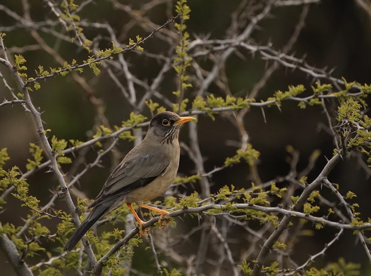 Austral Thrush - ML476895471