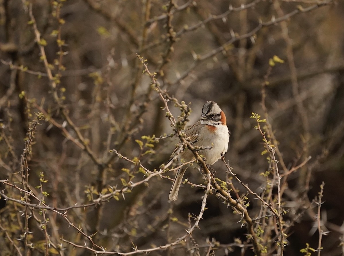 Rufous-collared Sparrow - ML476895521