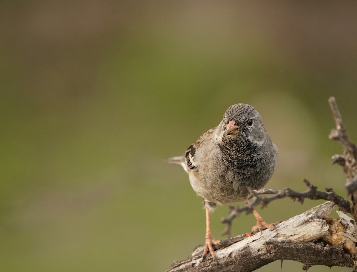 Mourning Sierra Finch - ML476895641