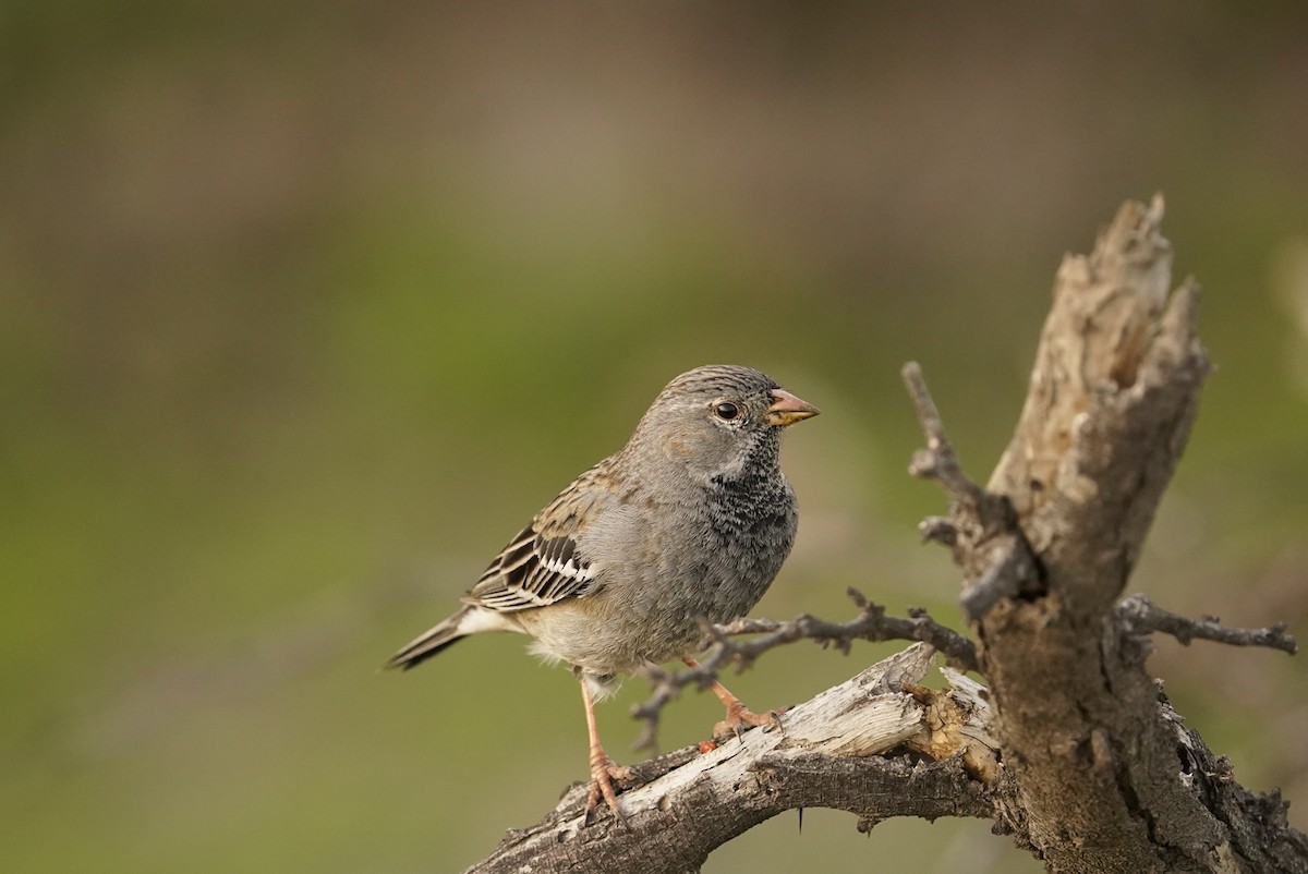 Mourning Sierra Finch - ML476895661