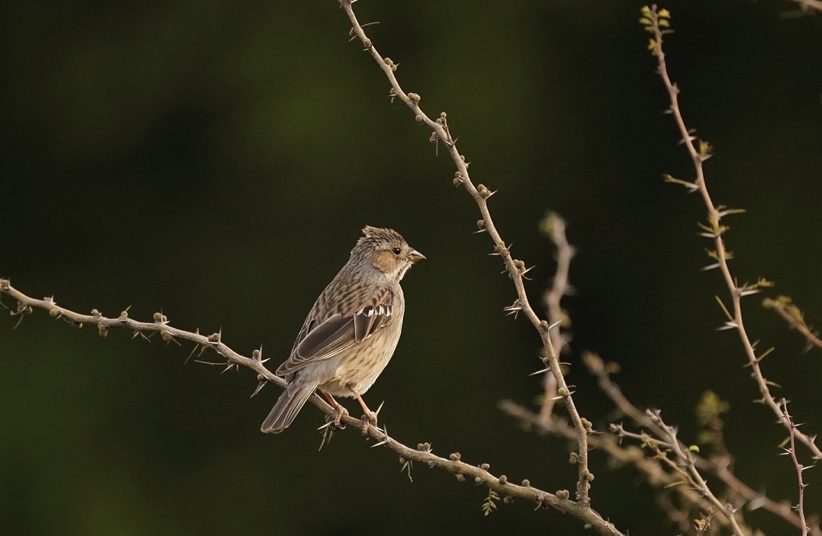 Mourning Sierra Finch - ML476895671