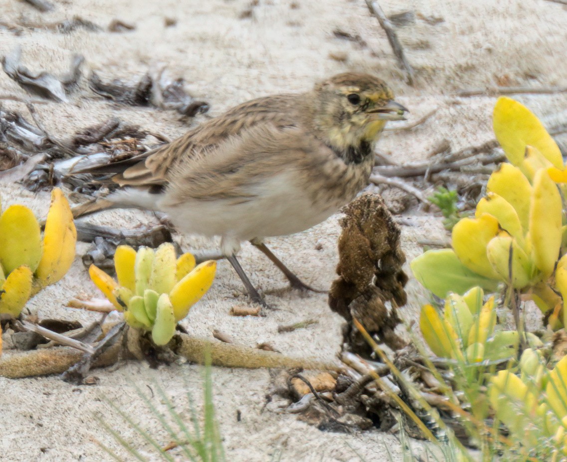 Horned Lark - ML476895711