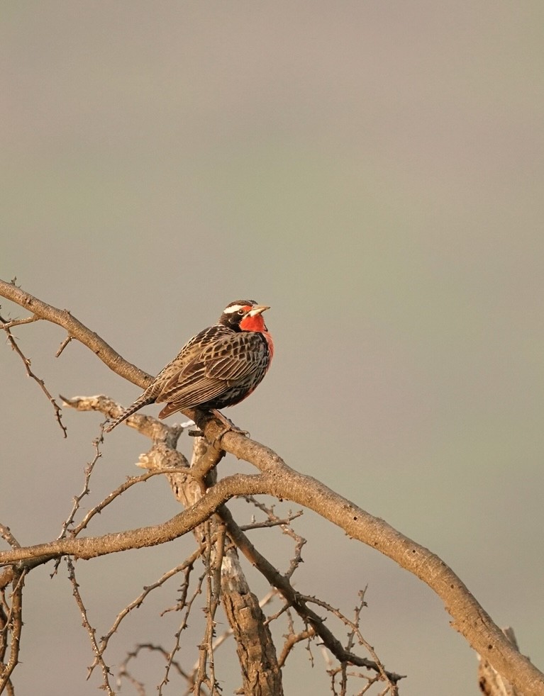 Long-tailed Meadowlark - ML476895731