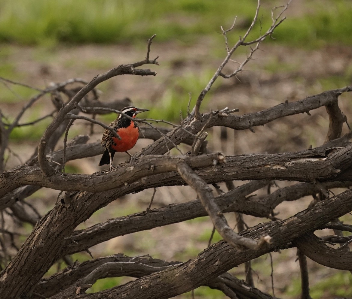 Long-tailed Meadowlark - ML476895761