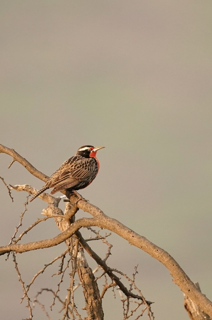 Long-tailed Meadowlark - ML476895941