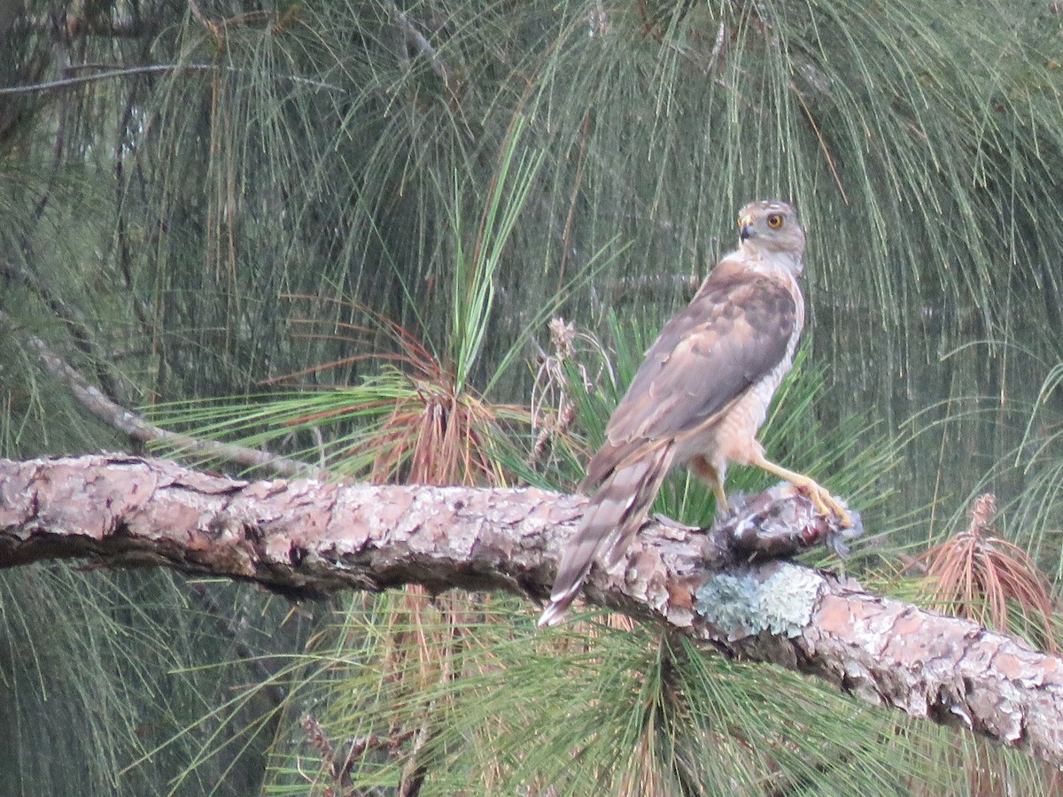 Cooper's Hawk - ML476896421