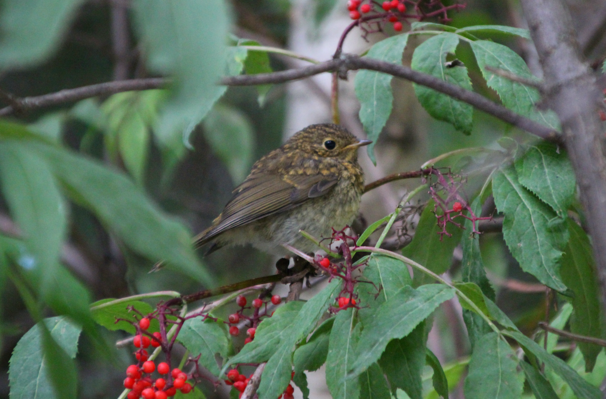 European Robin - ML476897101