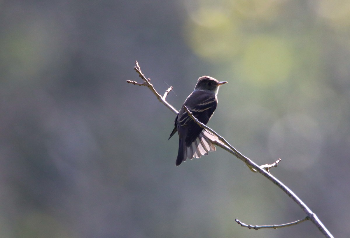 Eastern Wood-Pewee - ML476897291