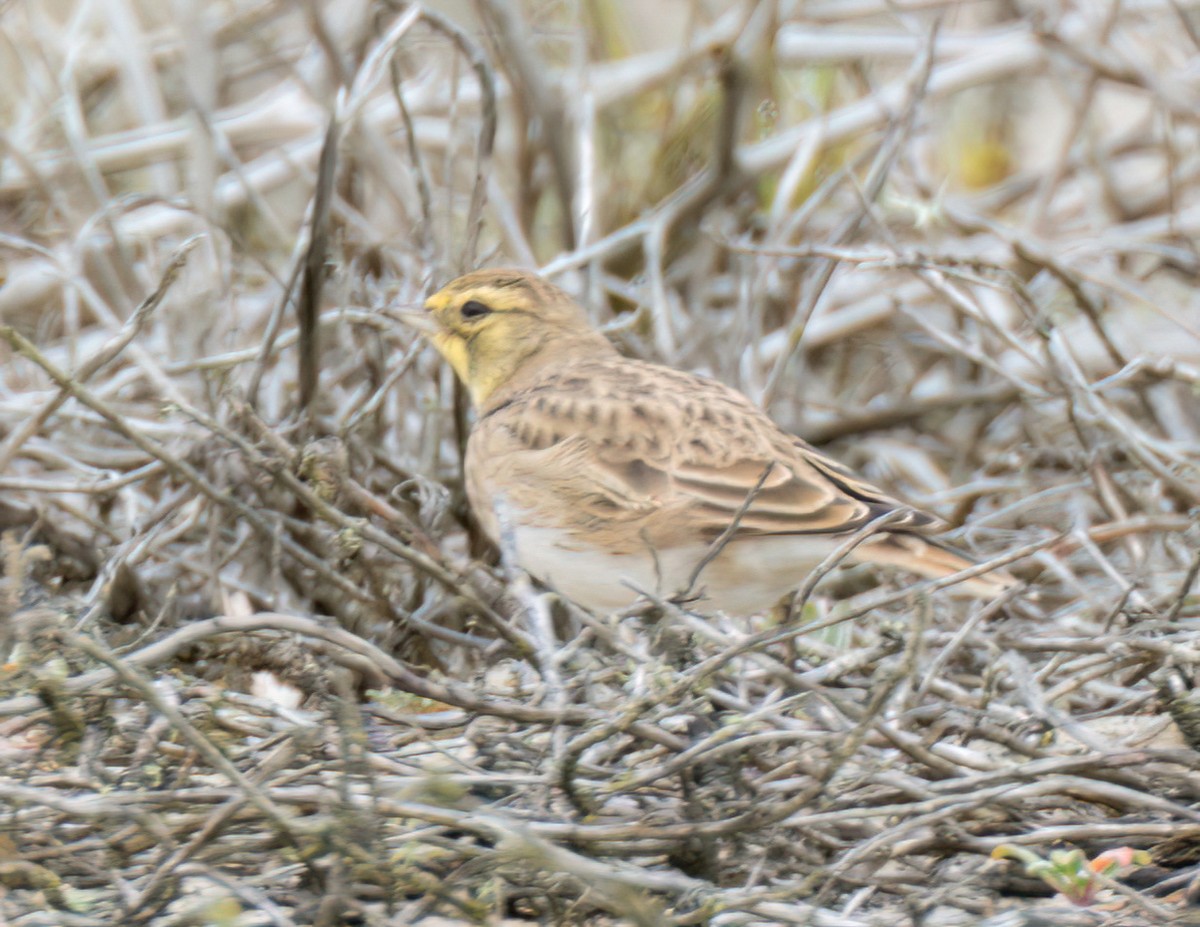 Horned Lark - Steve Colwell