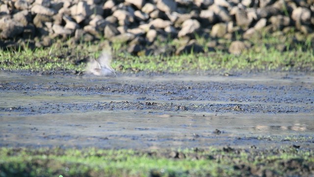 Semipalmated Sandpiper - ML476897981