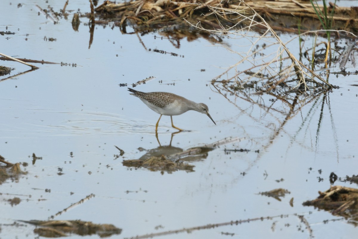 Lesser Yellowlegs - ML476898271