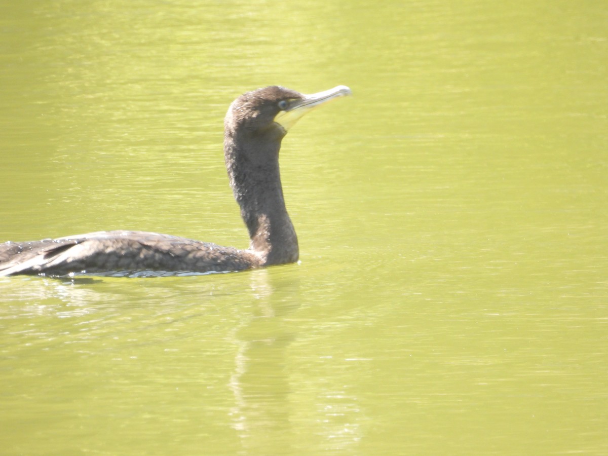 Double-crested Cormorant - ML476898341