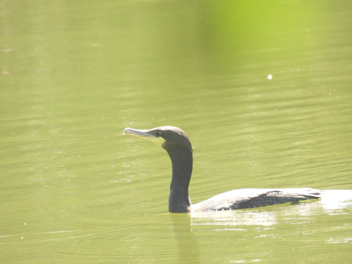 Double-crested Cormorant - ML476898511