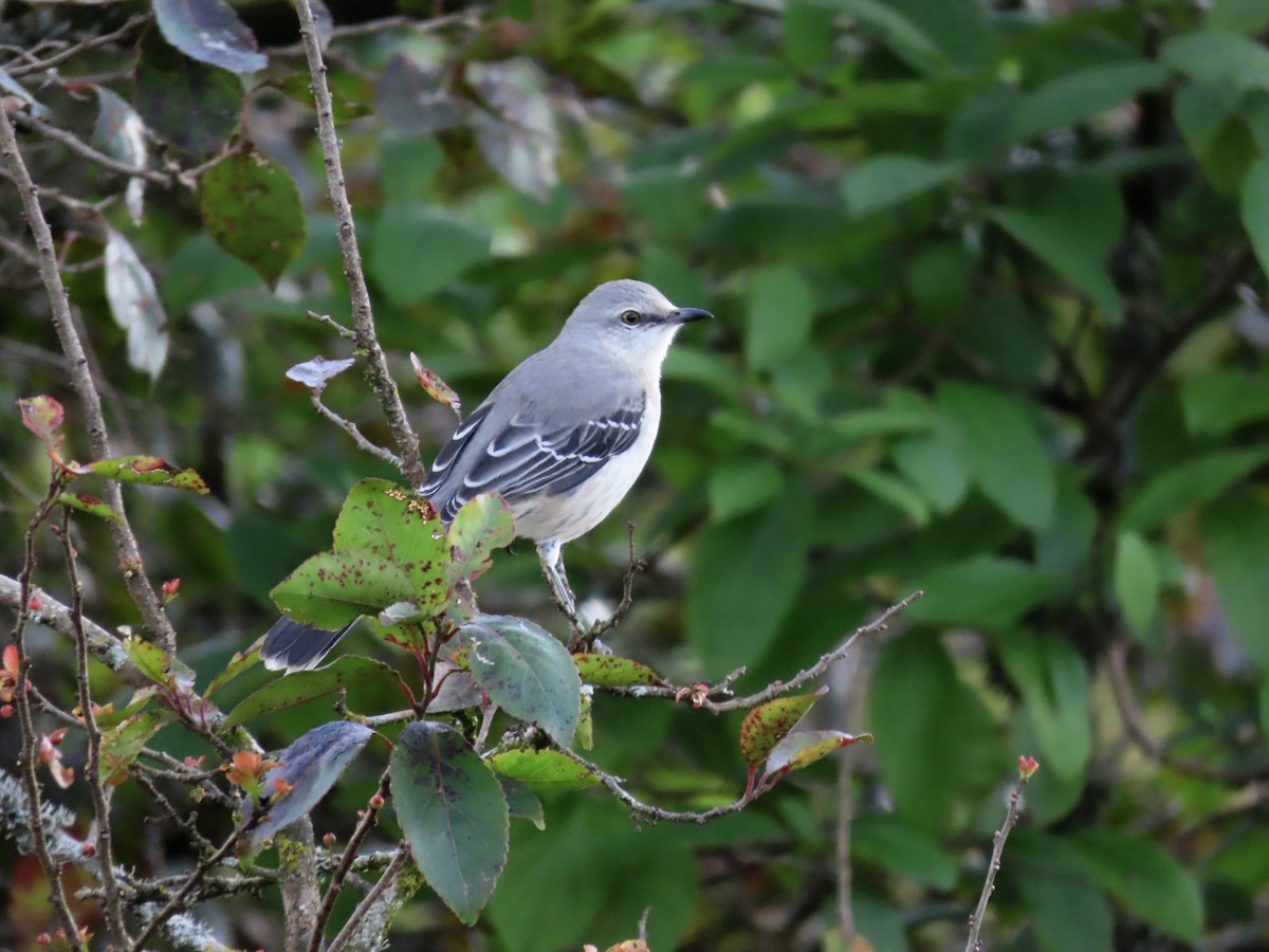 Tropical Mockingbird - ML476899631